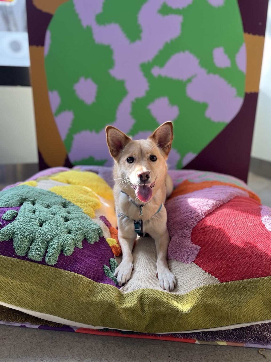 Sun on a colorful cushion
