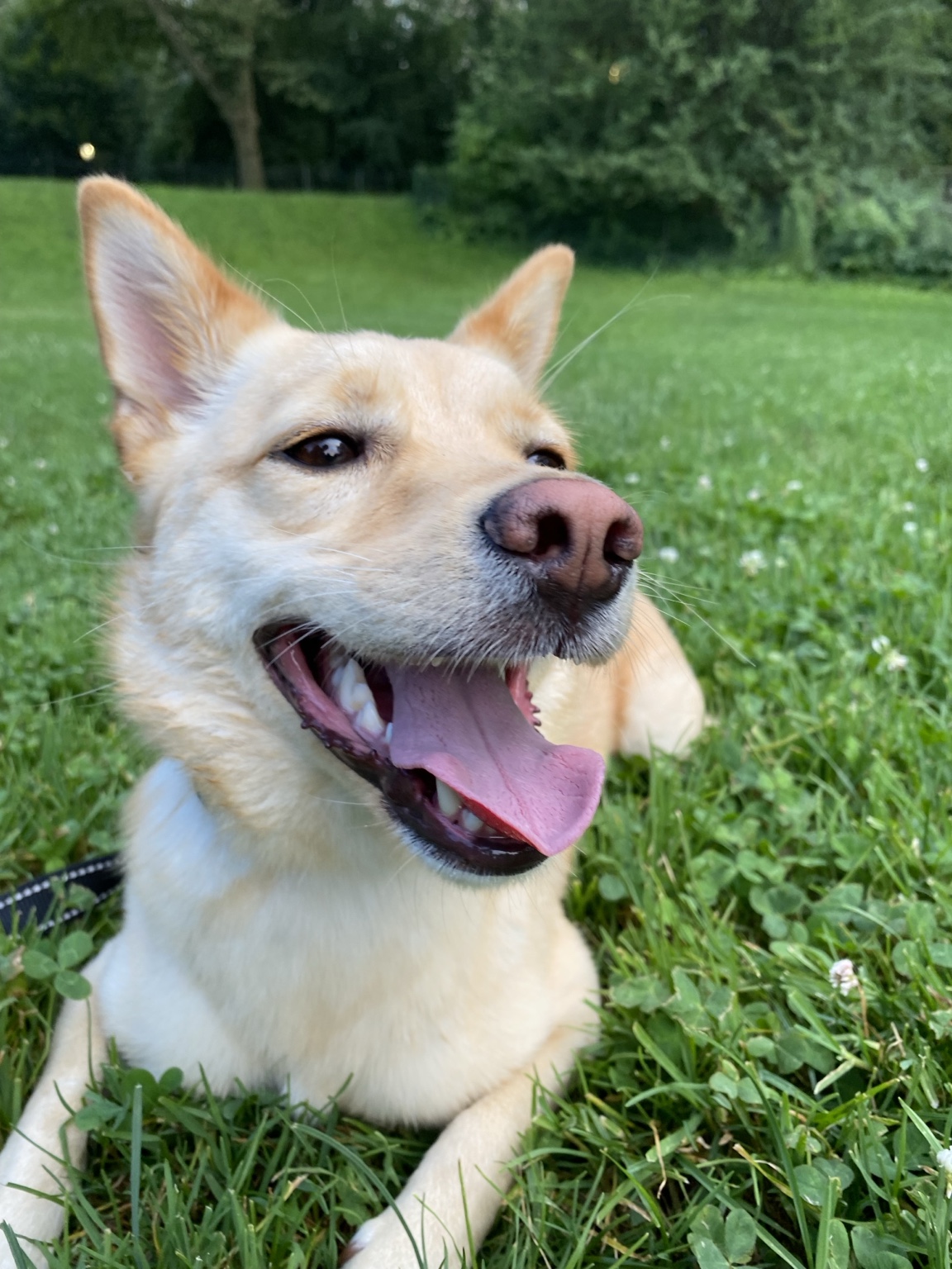 Sun smiling in a grassy field