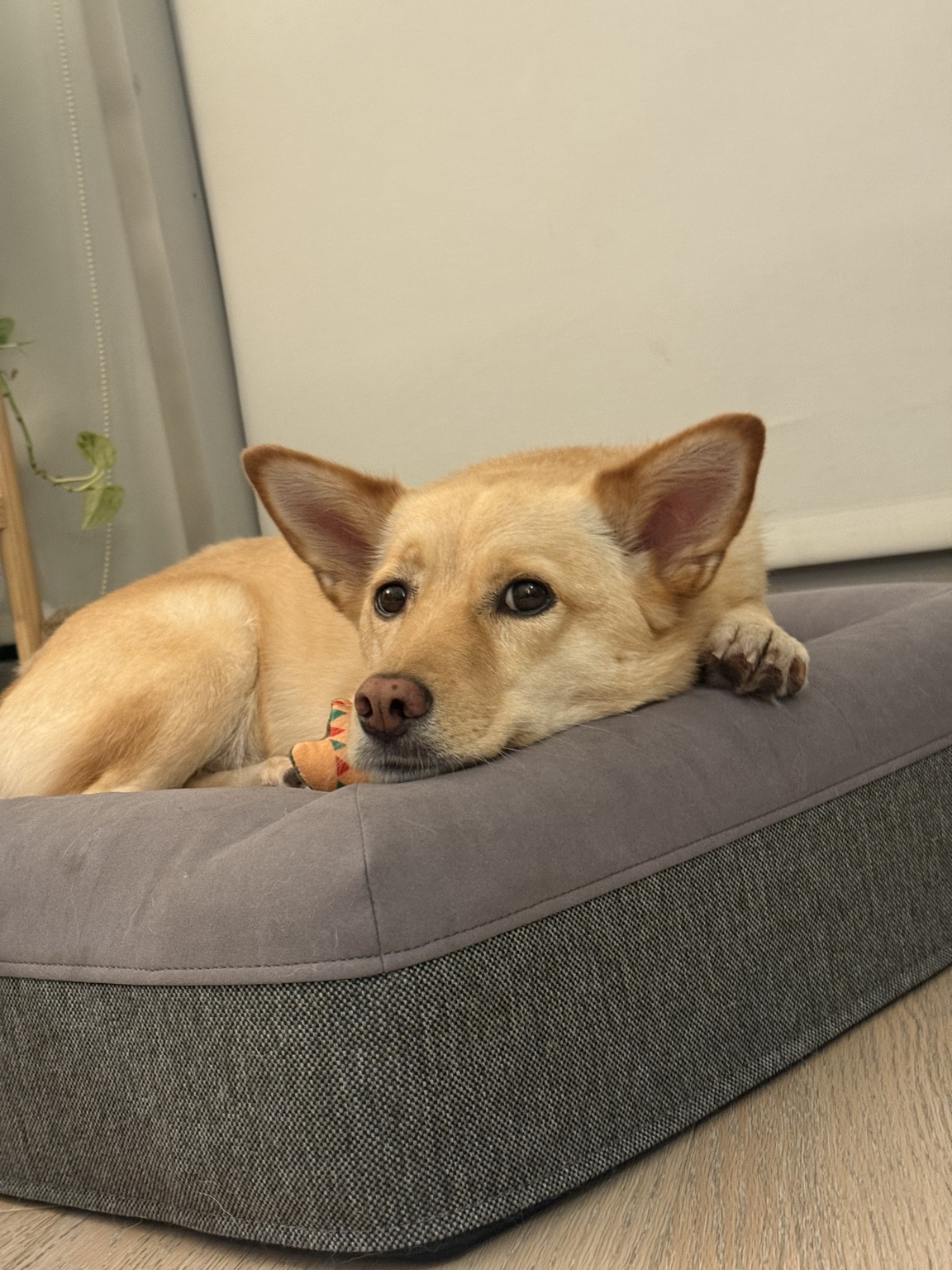 Sun resting on his bed